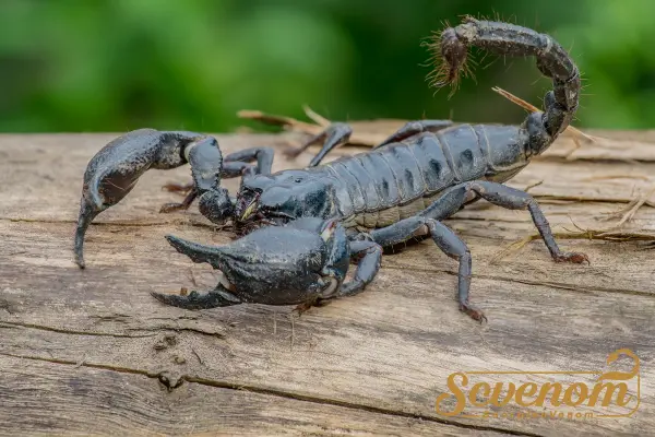 How much can you sell a scorpion for?