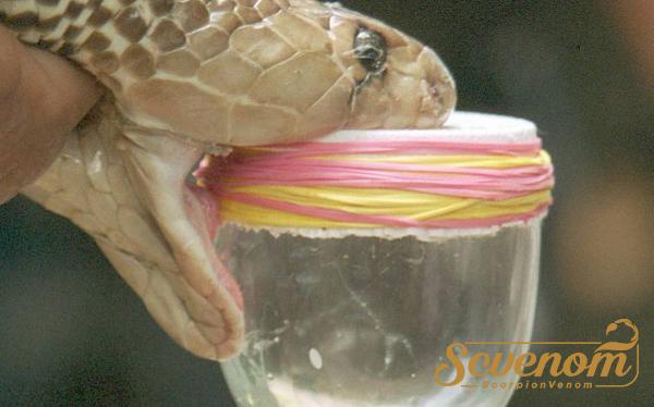 What are the benefits of snake venom?