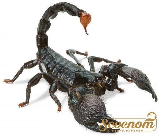 What chemicals are in scorpion venom?