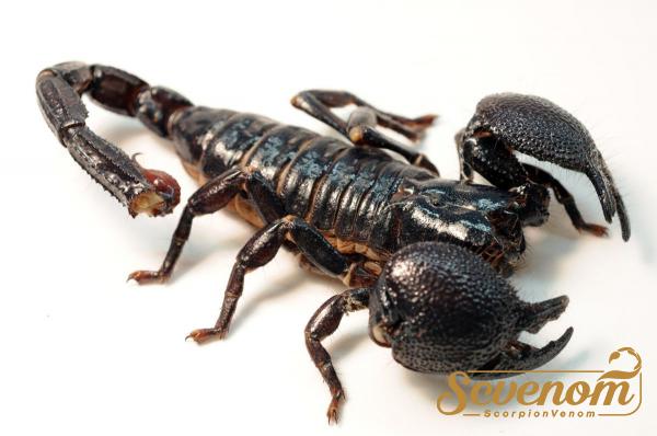 Scorpion venom export in 2021