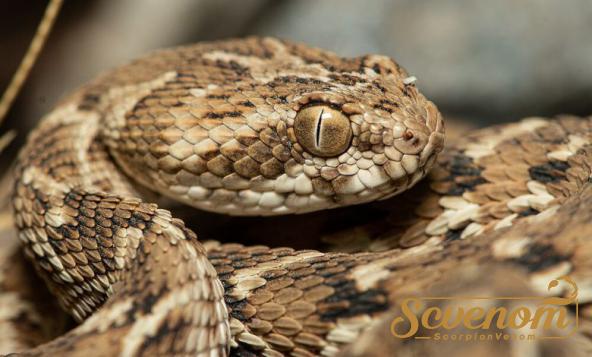 top-notch-snake-venom-local-suppliers-mehr