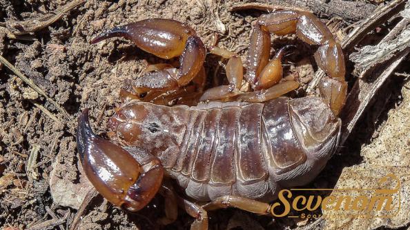 An overview on Scorpion Venom