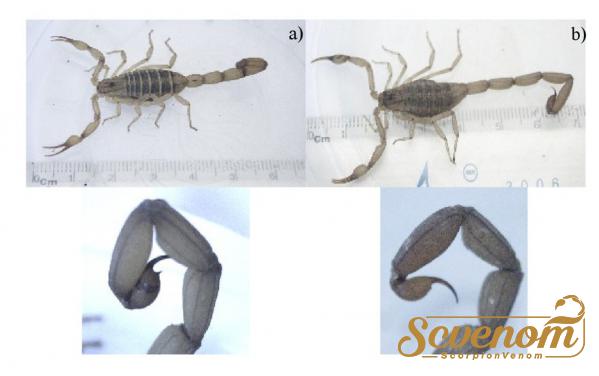 What is the use of scorpion venom?