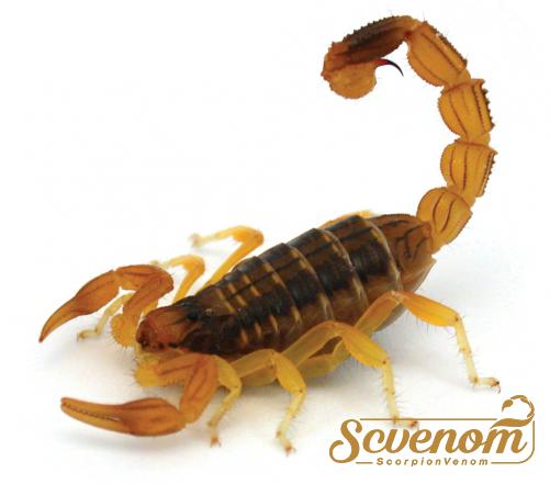 Do all scorpions have venom?