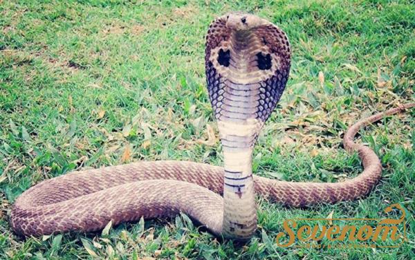 How to make medicine from snake venom?