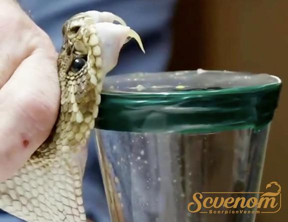 World class Snake venom Distribution centers