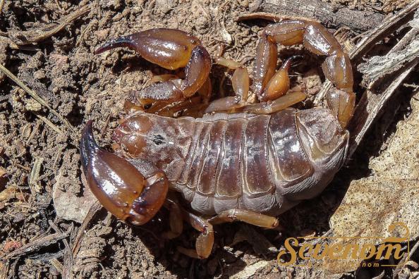 Bulk production of Scorpion venom