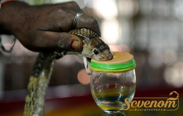 International merchandise trade of Snake venom