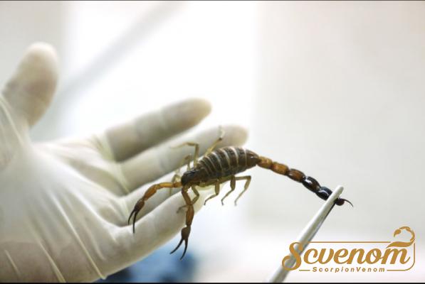 Affordable prices of First rate scorpion venom