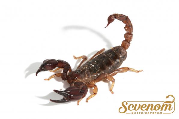 First rate scorpion venom Domestic production