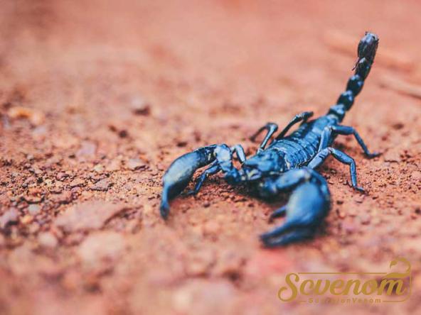 Main Suppliers of scorpion venom