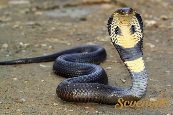 Top notch Snake venom Exporting Countries