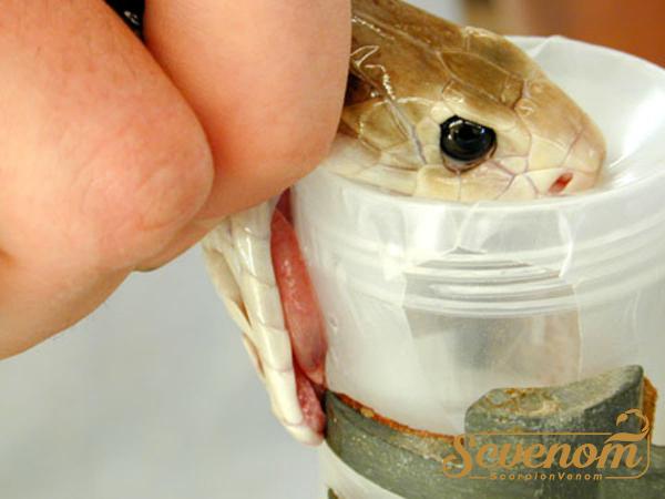 How much is snake venom worth?