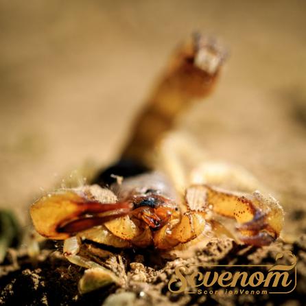 How much is 1g of scorpion venom?