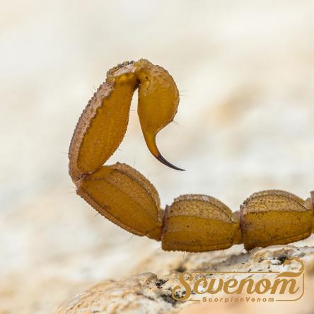 How does scorpion venom work?