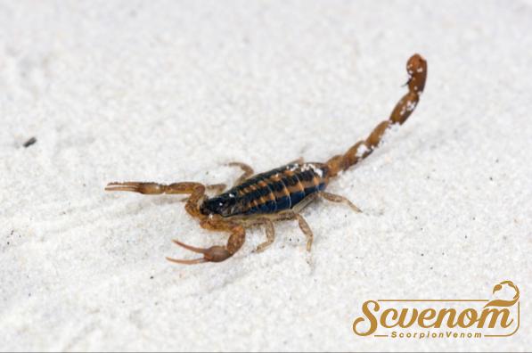 What is the name of scorpion venom?