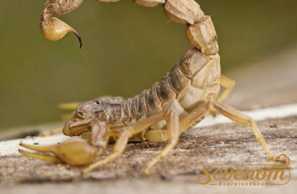 What are Scorpion venom benefits?