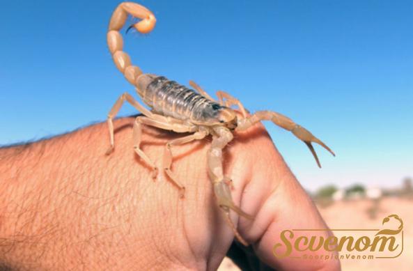 Latest price of scorpion venom in 2021