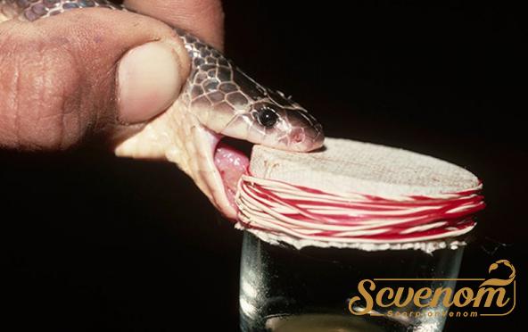 What are the 3 types of snake venom?