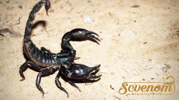 Sales growth of Superb scorpion venom