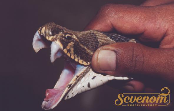 Is snake venom good for your skin?