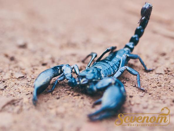 What are Human uses of scorpion venom?