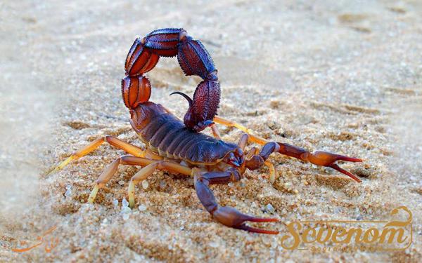 Domestic production of First rate scorpion venom