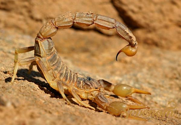 Exporting scorpion venom in bulk