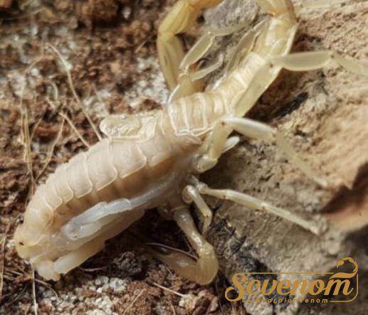 Global market of High grade scorpion venom