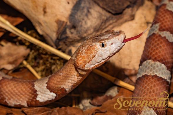 How to Treat a Copperhead Bite
