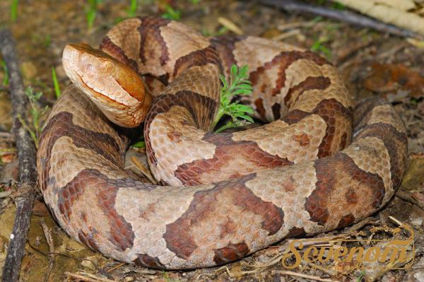 What Is Special about Copperhead Venom ?