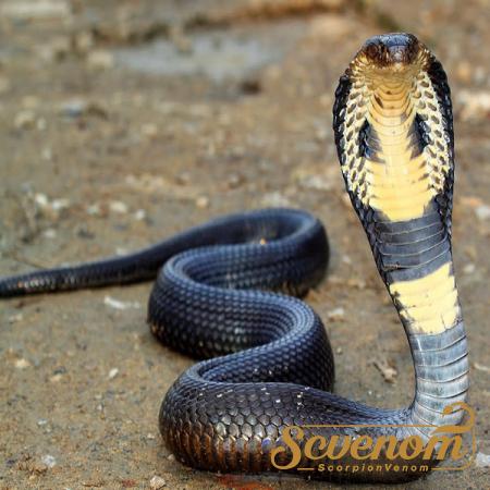Special Sale of King Cobra Poison