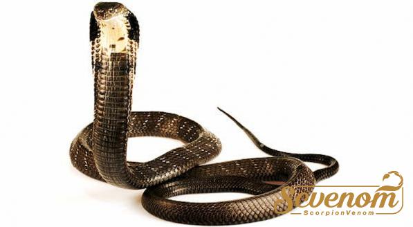Incredible Information of King Cobra Poison
