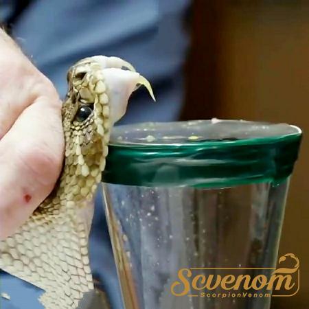 Medical Benefits of Rattlesnake Venom