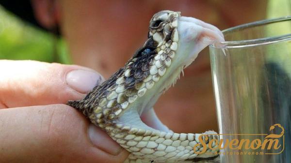 Rattlesnake Venom at Production Price