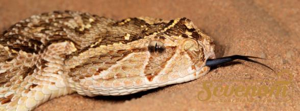 How Does a Puff Adder Snake Bites ?