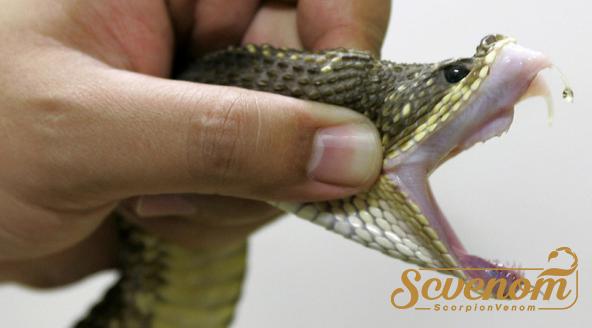 the Best Exporting Python Snake Venom