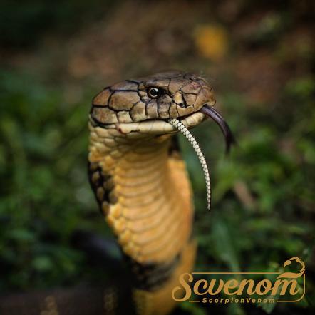 How Does King Cobra Venom Work?