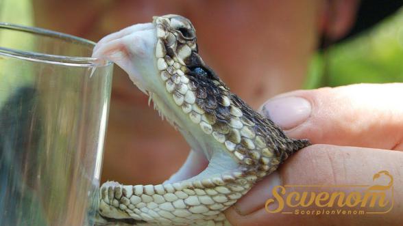  Python Snake Venom Wholesale Suppliyers