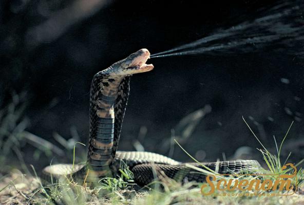 King Cobra Venom Is the Most Dangerous Venom in the World