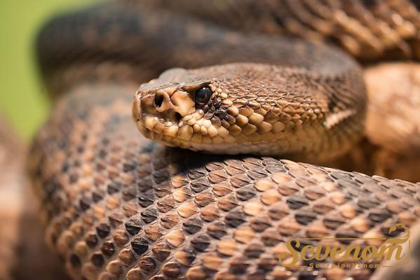 3 Main Types of Venom in Carpet Viper 