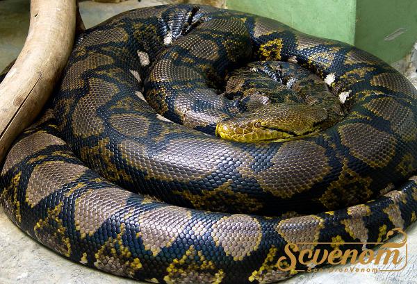 All You Need About  Python Snake Venom